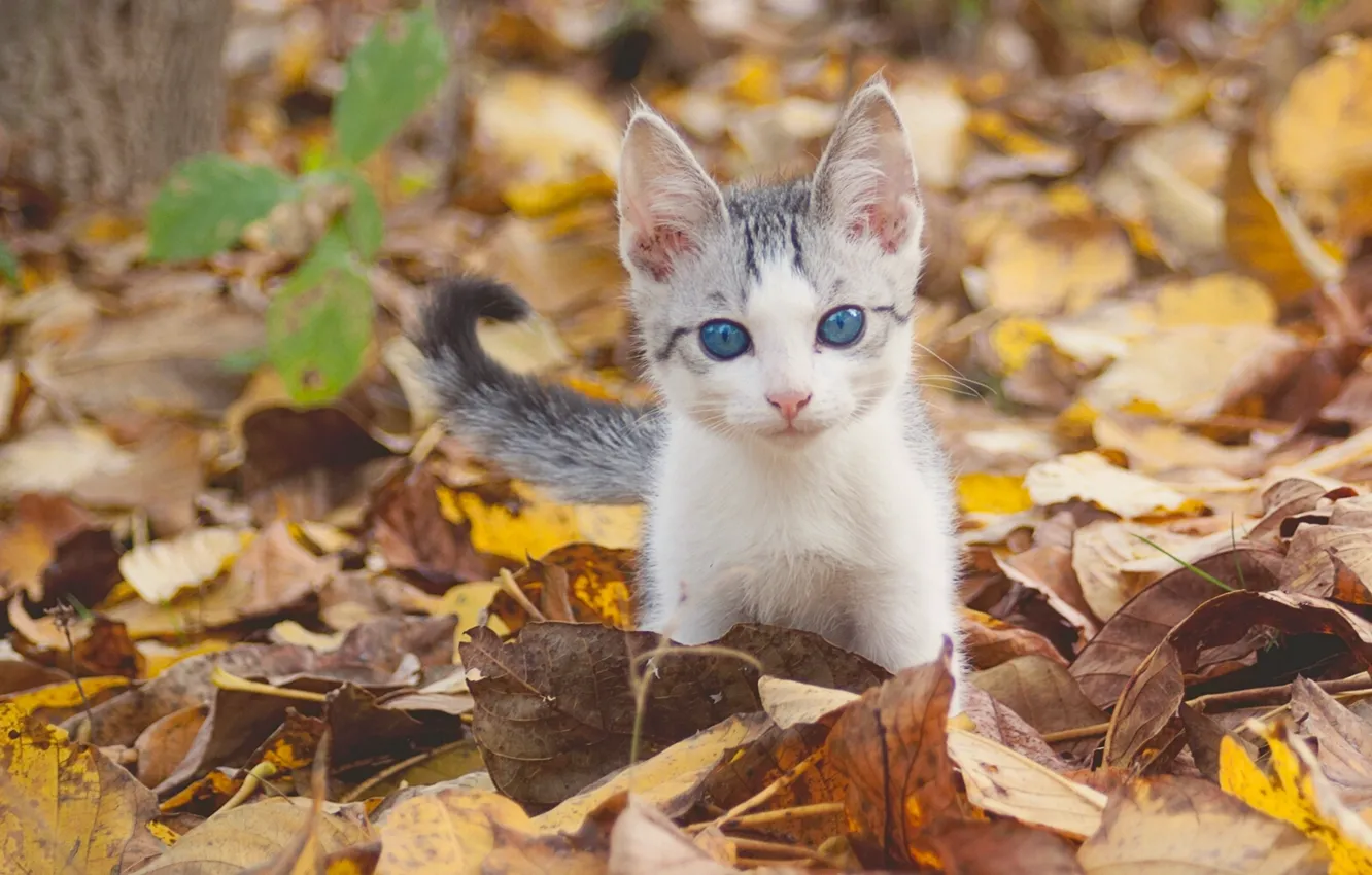 Фото обои осень, взгляд, листья, малыш, котёнок, голубые глаза