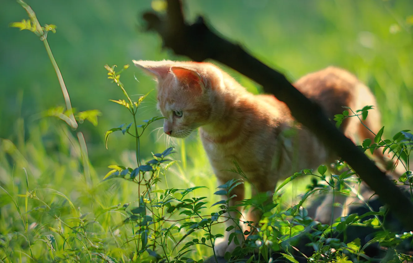 Фото обои трава, рыжий, котёнок