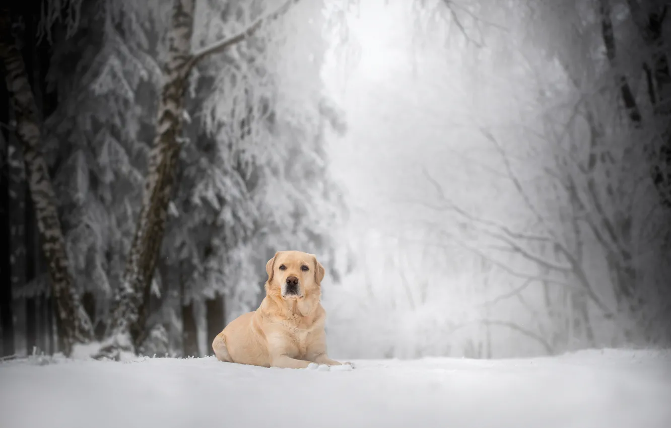 Фото обои зима, лес, снег, собака, Лабрадор-ретривер