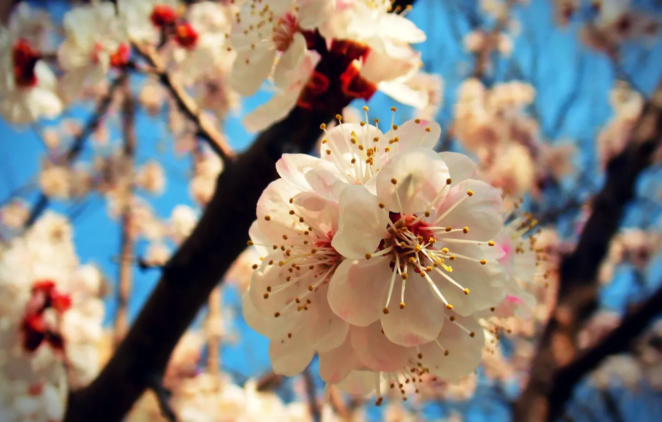 Фото обои небо, макро, радость, весна, абрикос, цветение