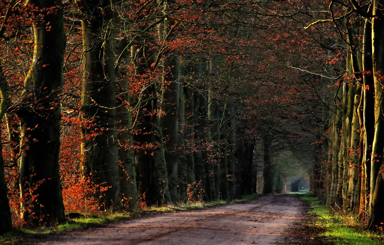 Фото обои дорога, осень, деревья, дорожка, Nature, road, trees, ряды