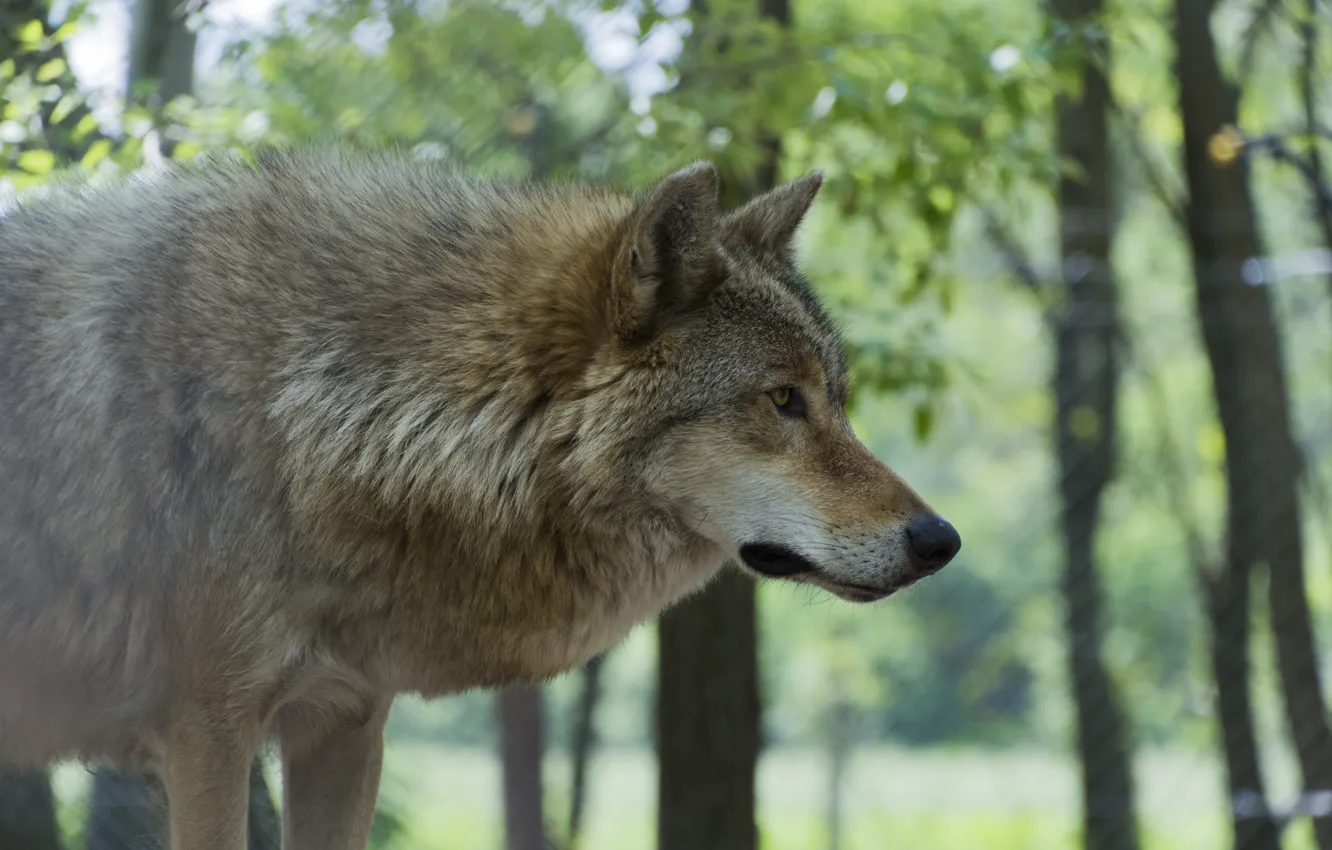 Фото обои nature, predator, animal, wolf, wildlife, portrait., Canis lupus. face • wolf • portrait • predator