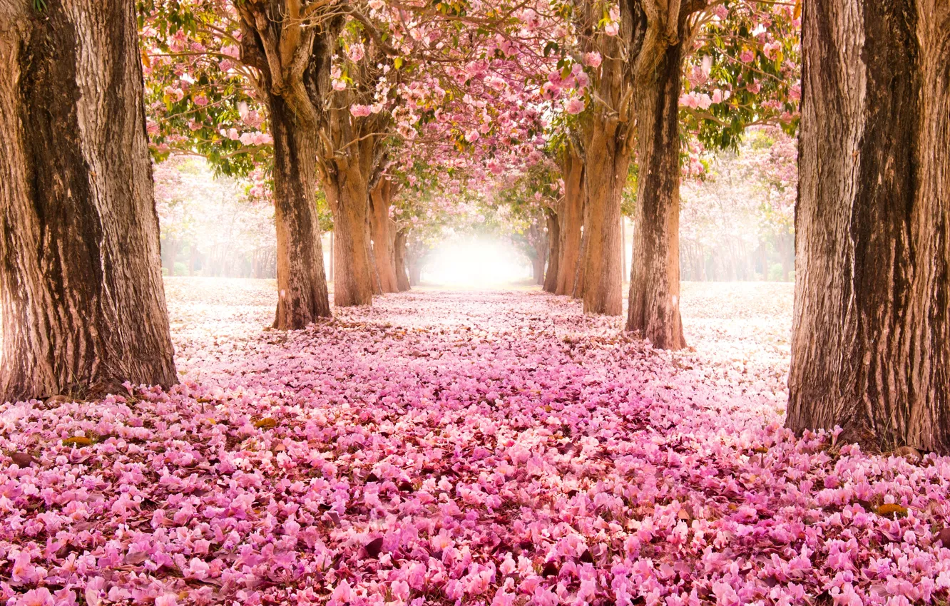 Фото обои дорога, деревья, цветы, природа, парк, сакура, розовые, аллея