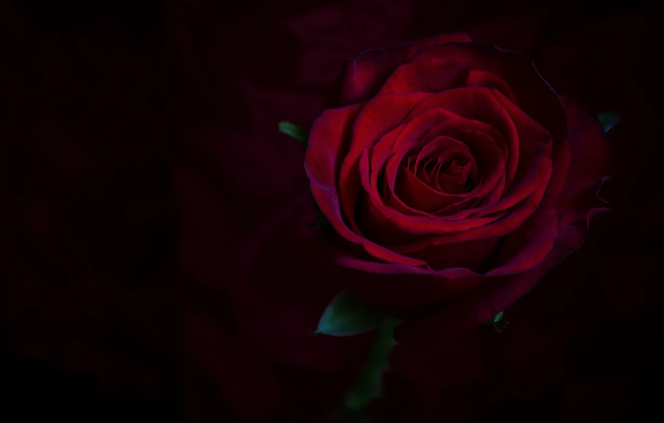 Фото обои макро, роза, бордовый