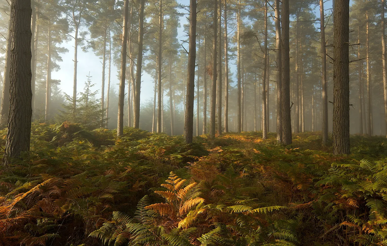 Фото обои forest, trees, landscape, September mist