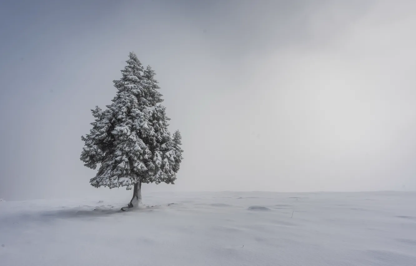 Фото обои снег, туман, дерево