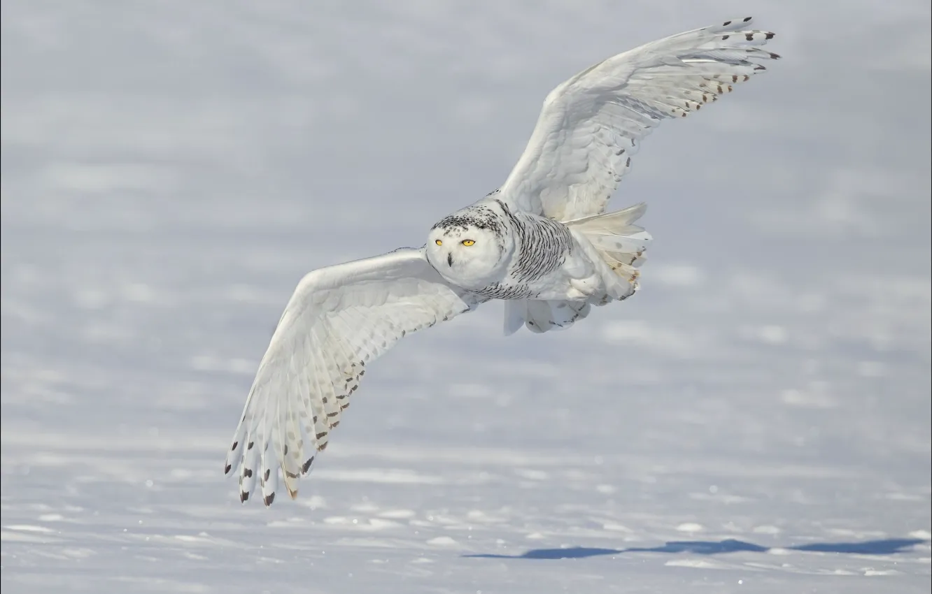 Фото обои зима, снег, крылья, полёт, полярная сова, белая сова, snowy owl