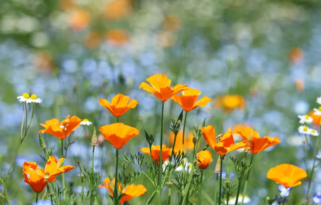 Фото обои цветы, оранжевый, поляна, боке, Эшшольция