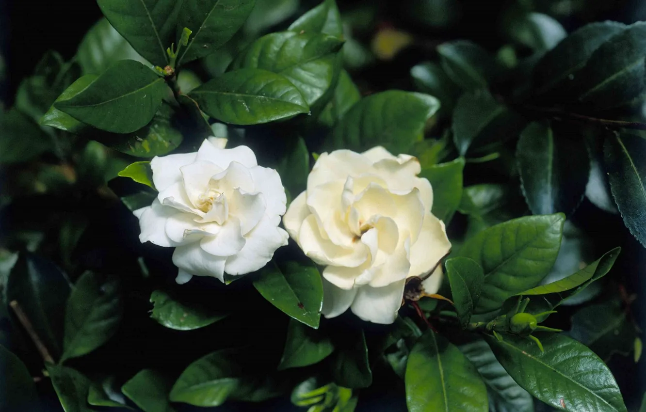 Фото обои белые цветы, кустарник, гордения, жасминовая роза