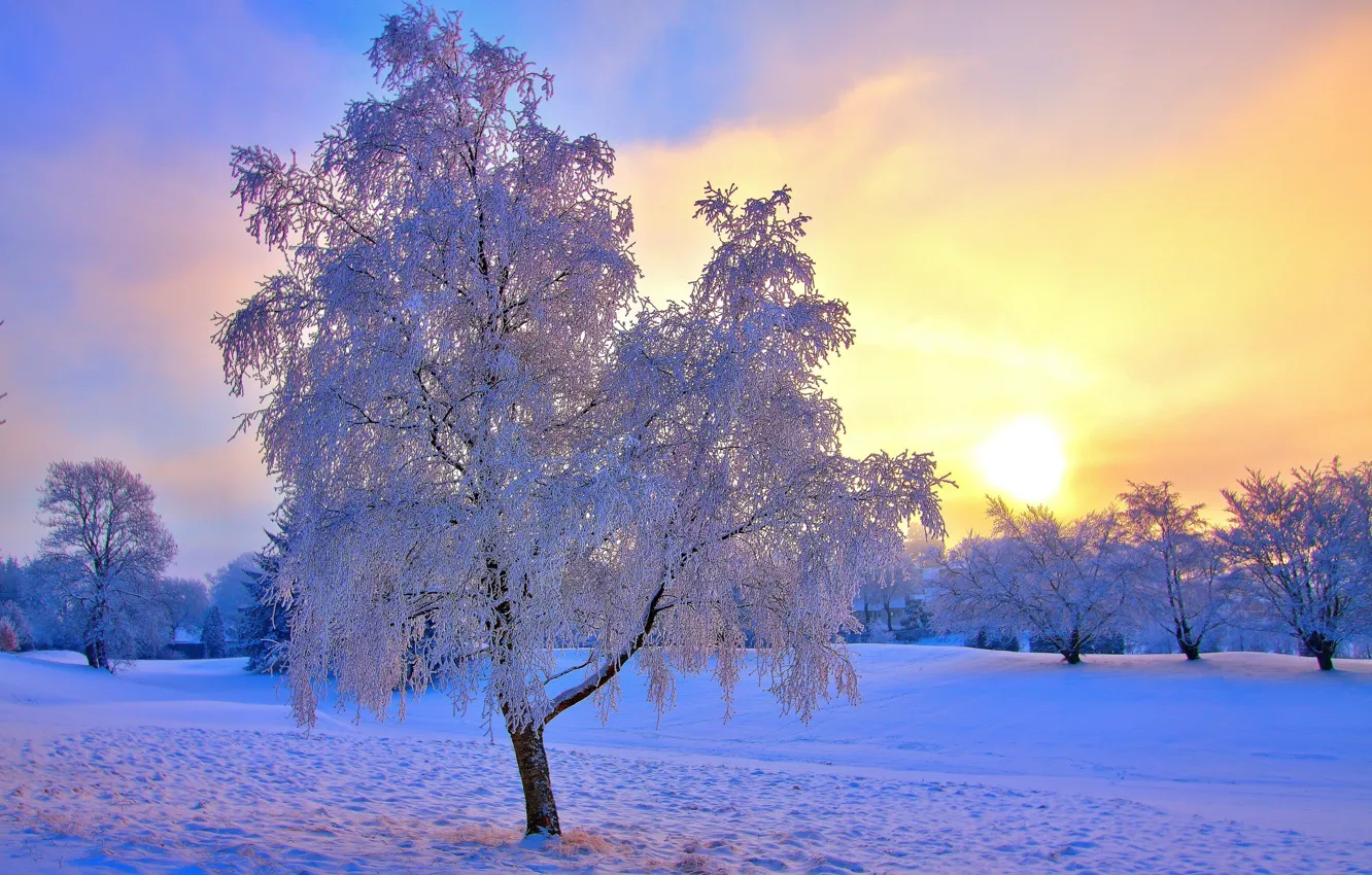 Фото обои зима, иней, небо, солнце, снег, деревья, дымка