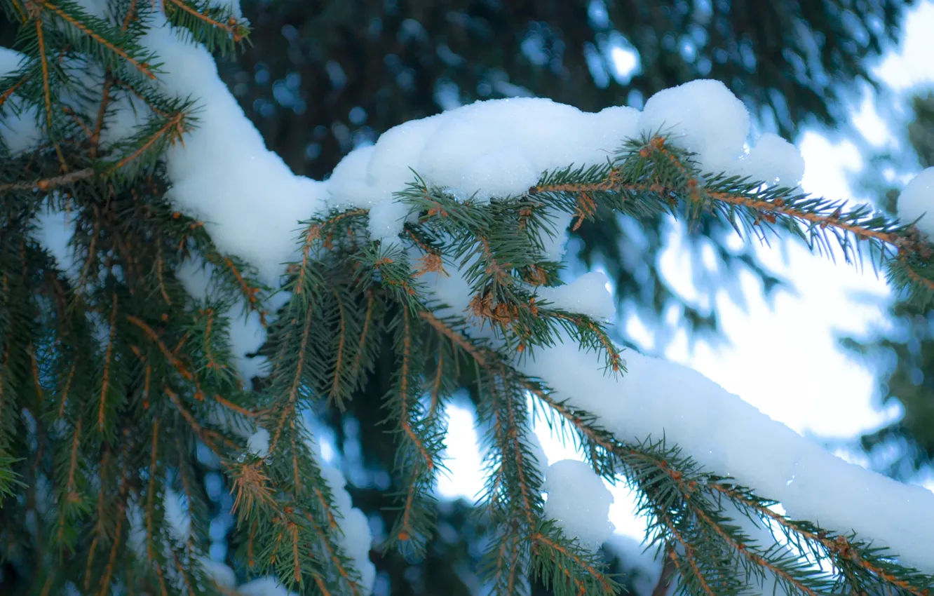 Фото обои снег, елка, новый год, Зима, ель
