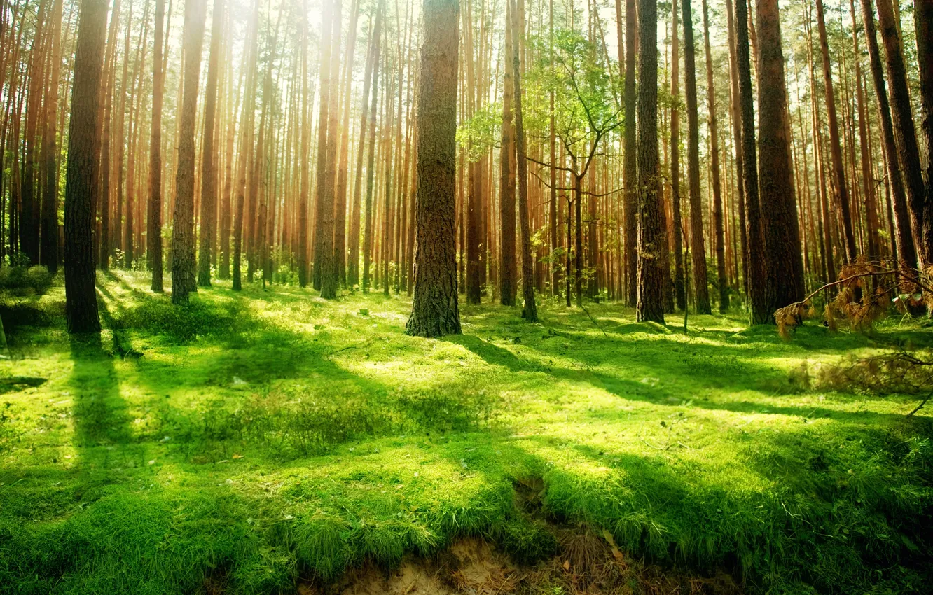 Фото обои лес, деревья, природа, старинный, высоченные, Beautiful wood
