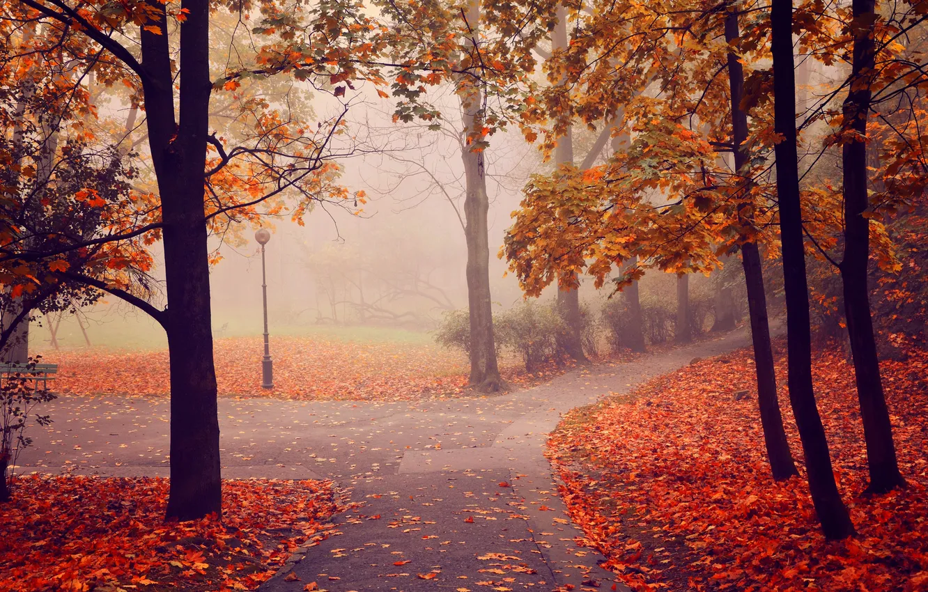Фото обои осень, деревья, туман, парк, фонарь, аллея