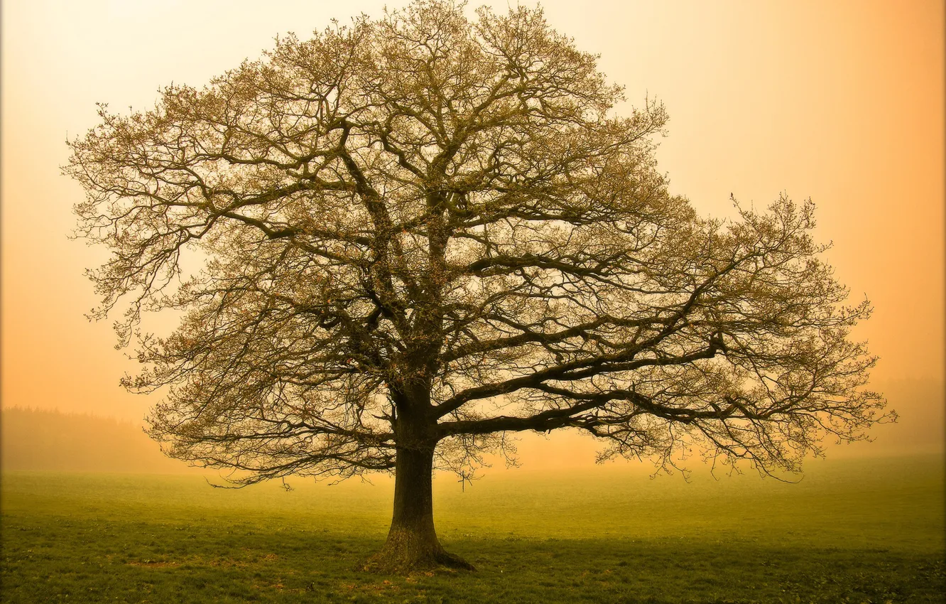 Фото обои природа, туман, дерево, утро, большое