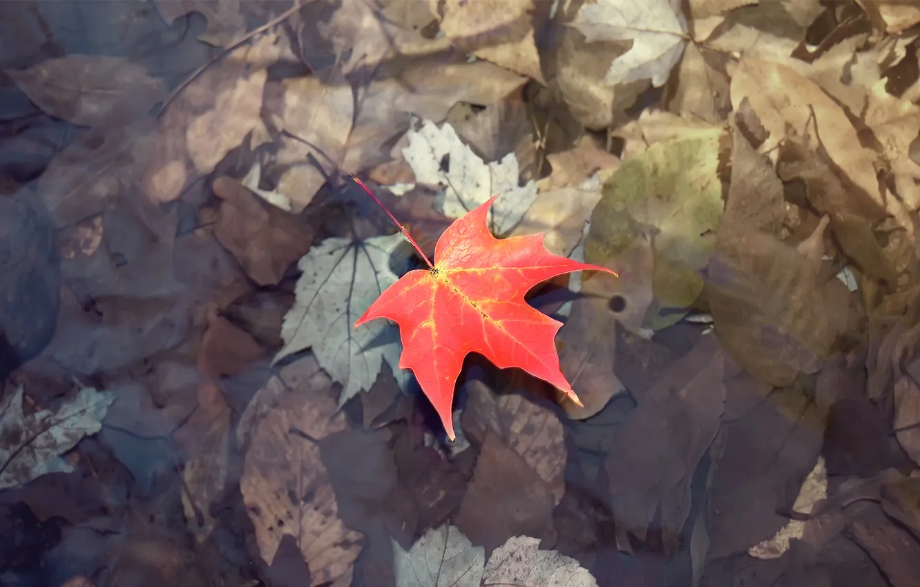 Фото обои осень, вода, желтый, земля, листок, Природа, лужа