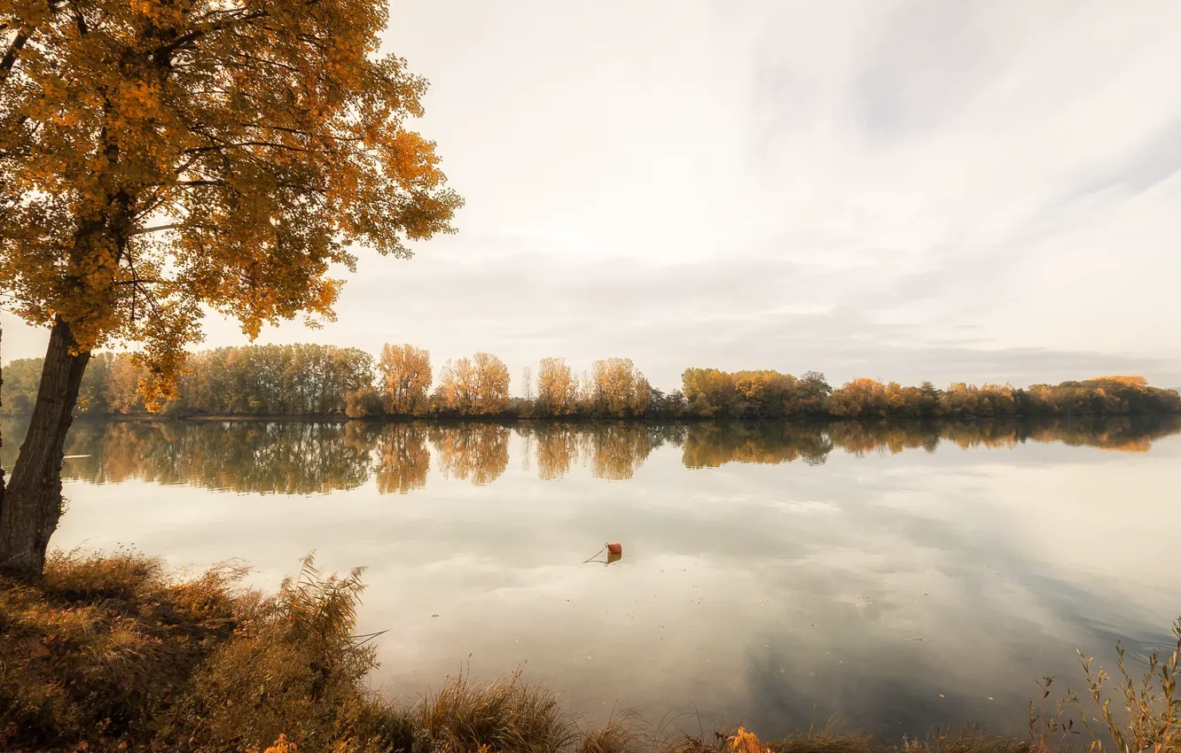 Фото обои осень, река, дерево