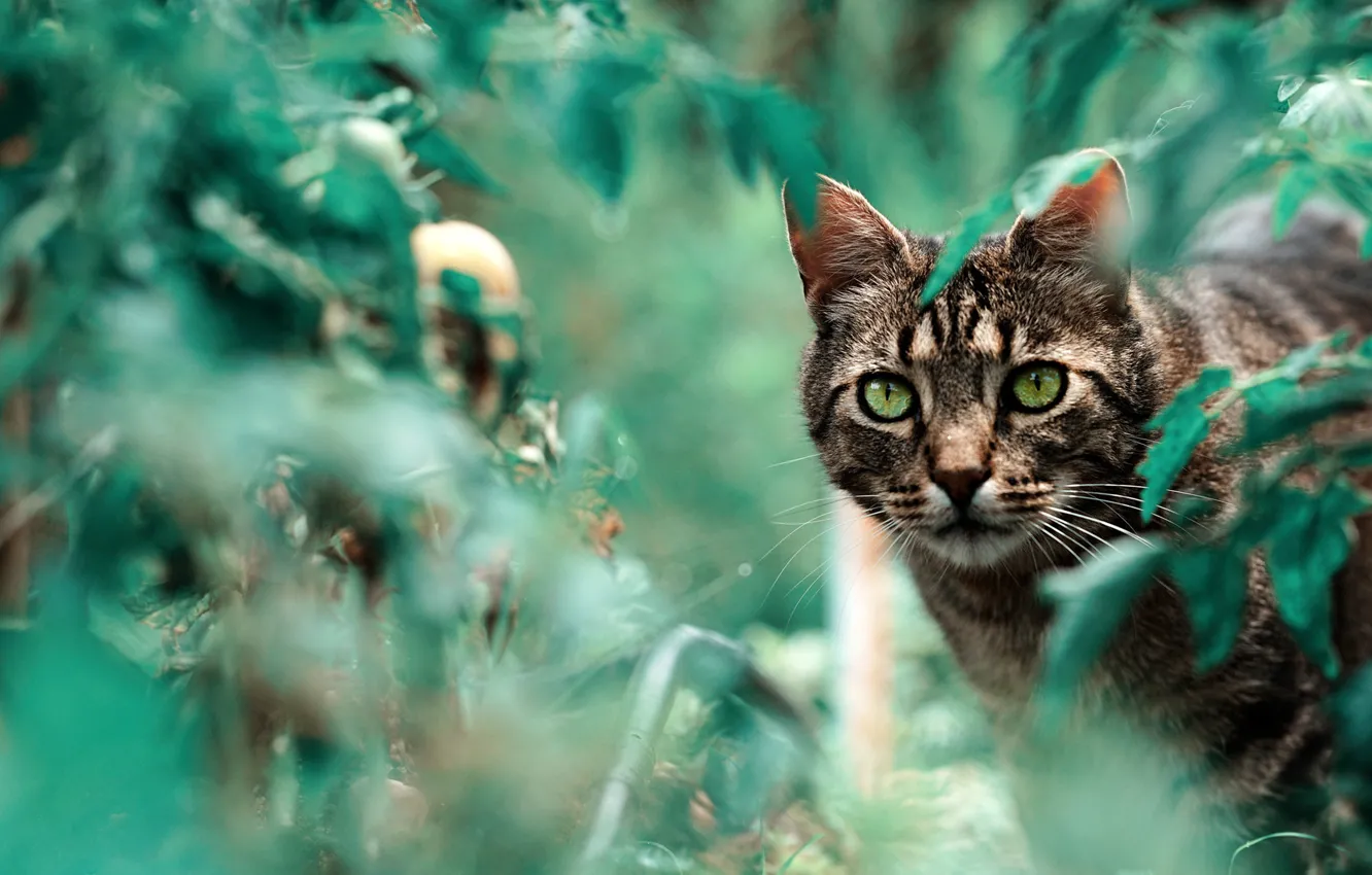 Фото обои зелень, кошка, лето, кот, взгляд, морда, листья, природа