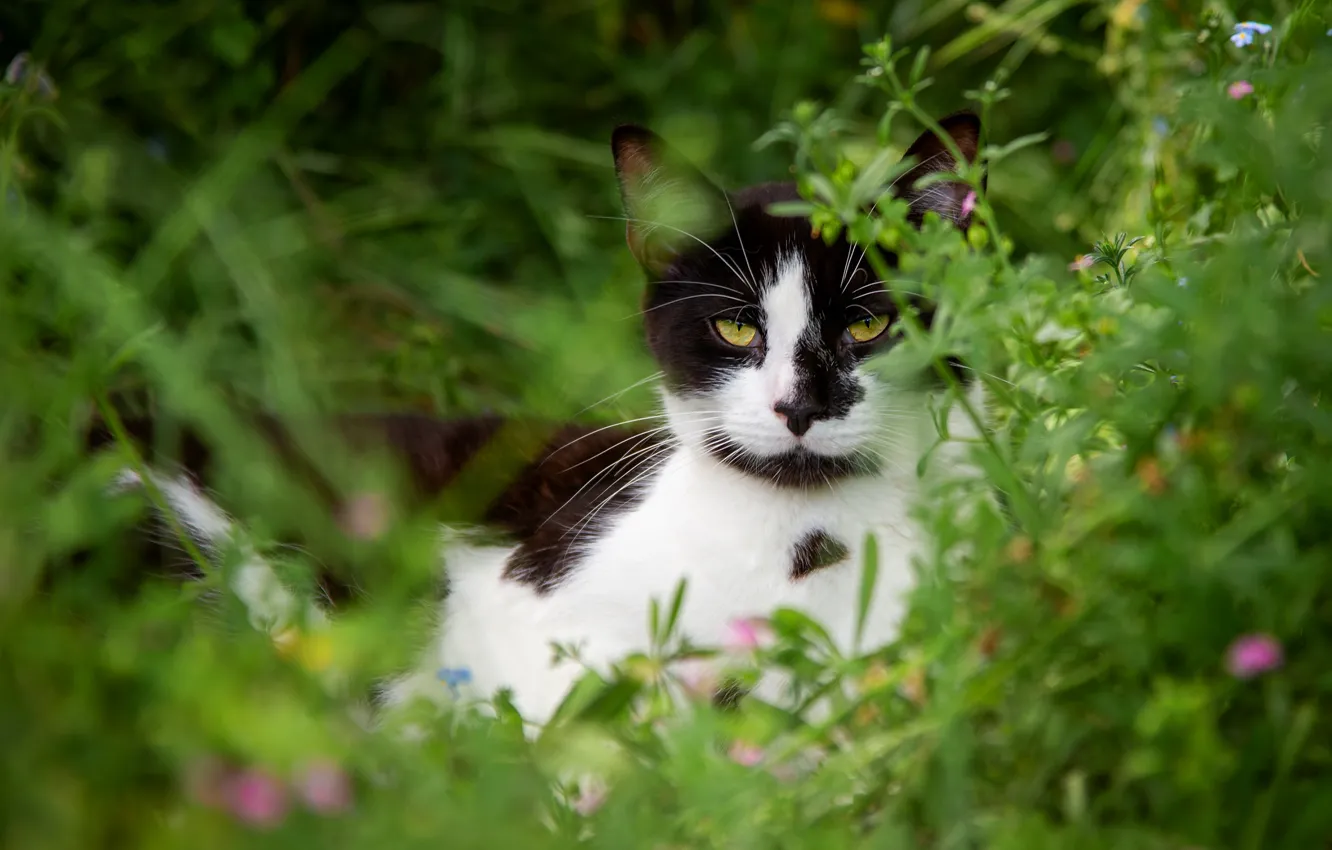Фото обои зелень, кошка, лето, трава, кот, взгляд, природа, черно-белый