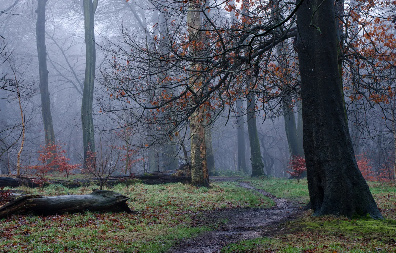 Фото обои осень, лес, деревья, туман, дымка, тропинка