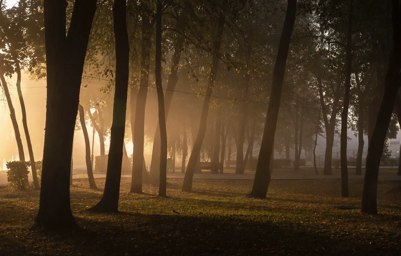 Фото обои деревья, туман, парк, trees, park, fog, Дмитрий Захаров