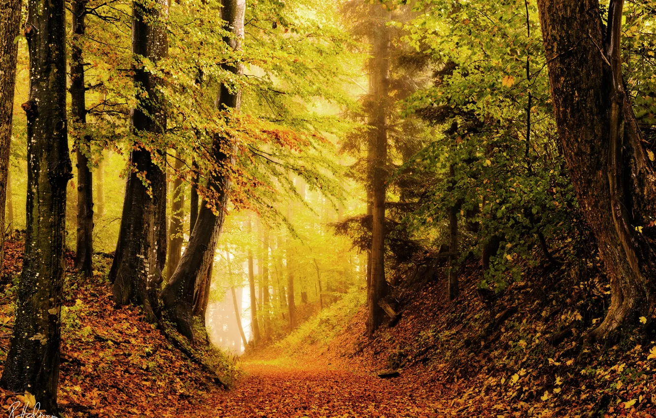 Фото обои осень, лес, природа, листва, яркость