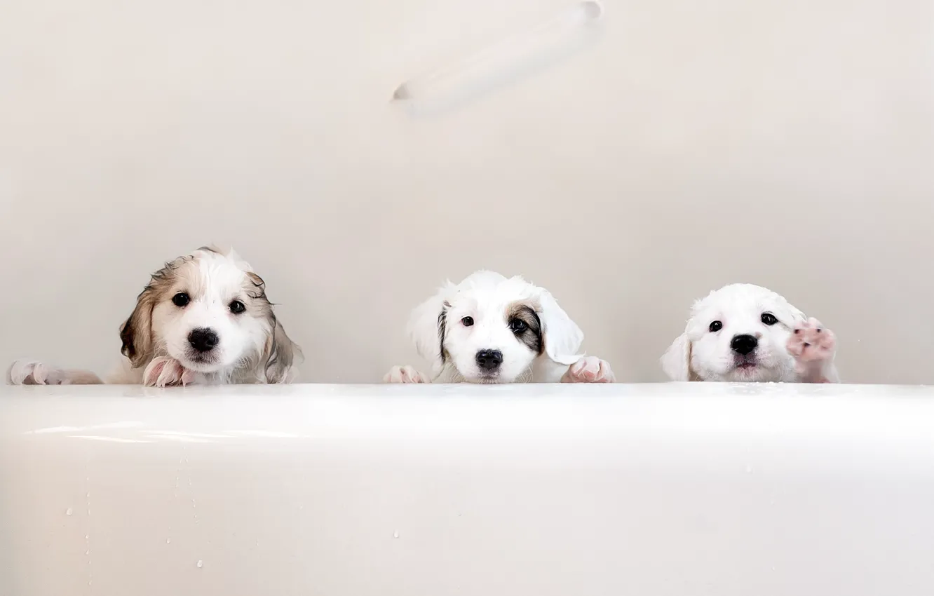 Фото обои щенки, ванна, трио
