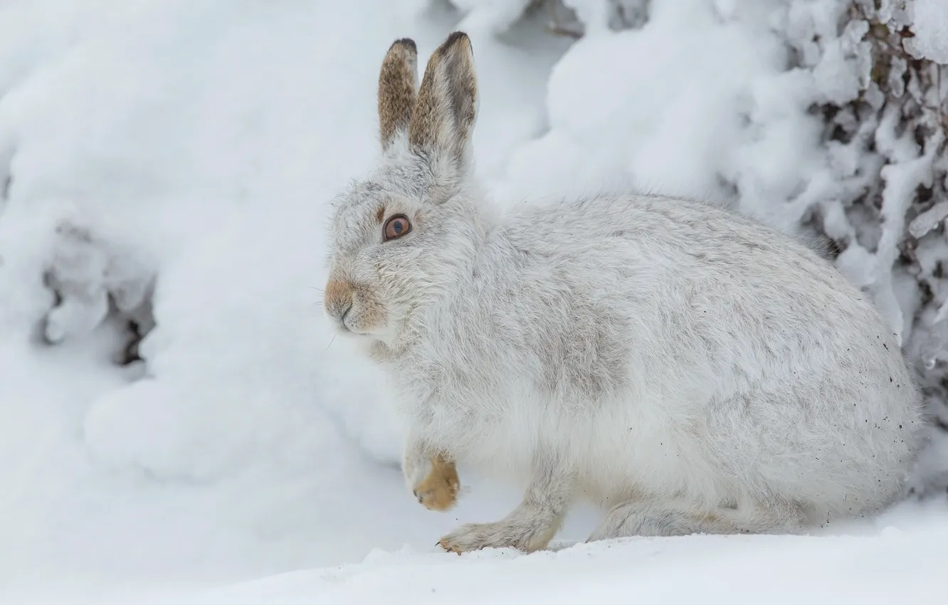 Фото обои зима, взгляд, снег, поза, заяц, сугробы, мордашка, беляк