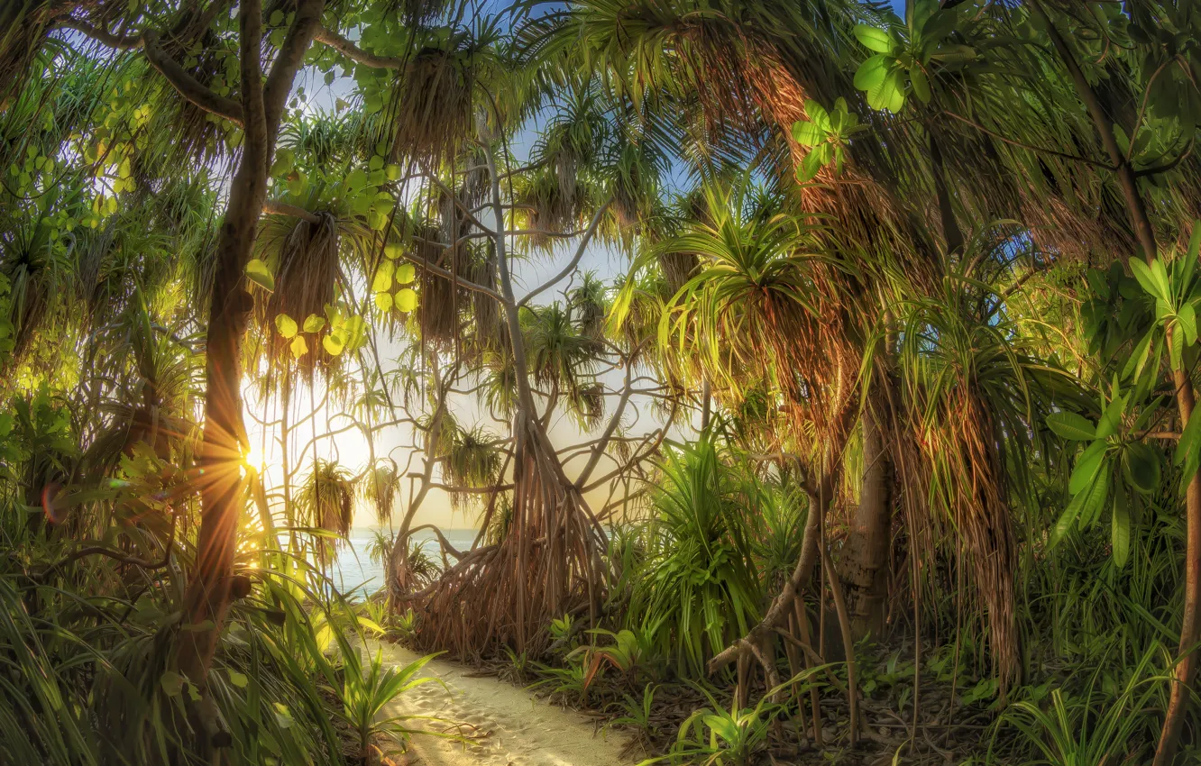 Фото обои солнце, лучи, деревья, природа, тропики, океан, заросли, Мальдивы