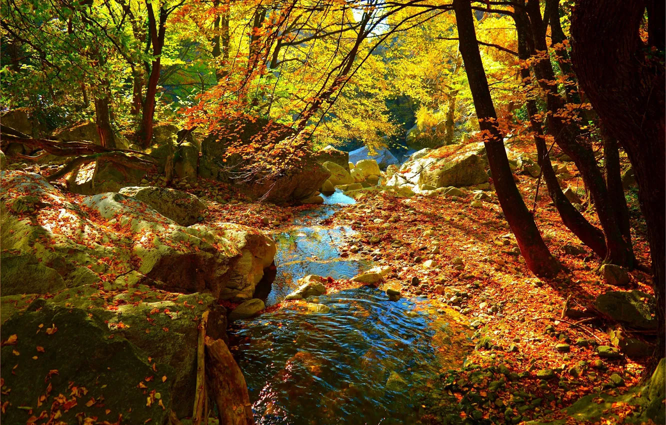 Фото обои Поток, Осень, Лес, Ручей, Fall, Листва, Autumn, Colors