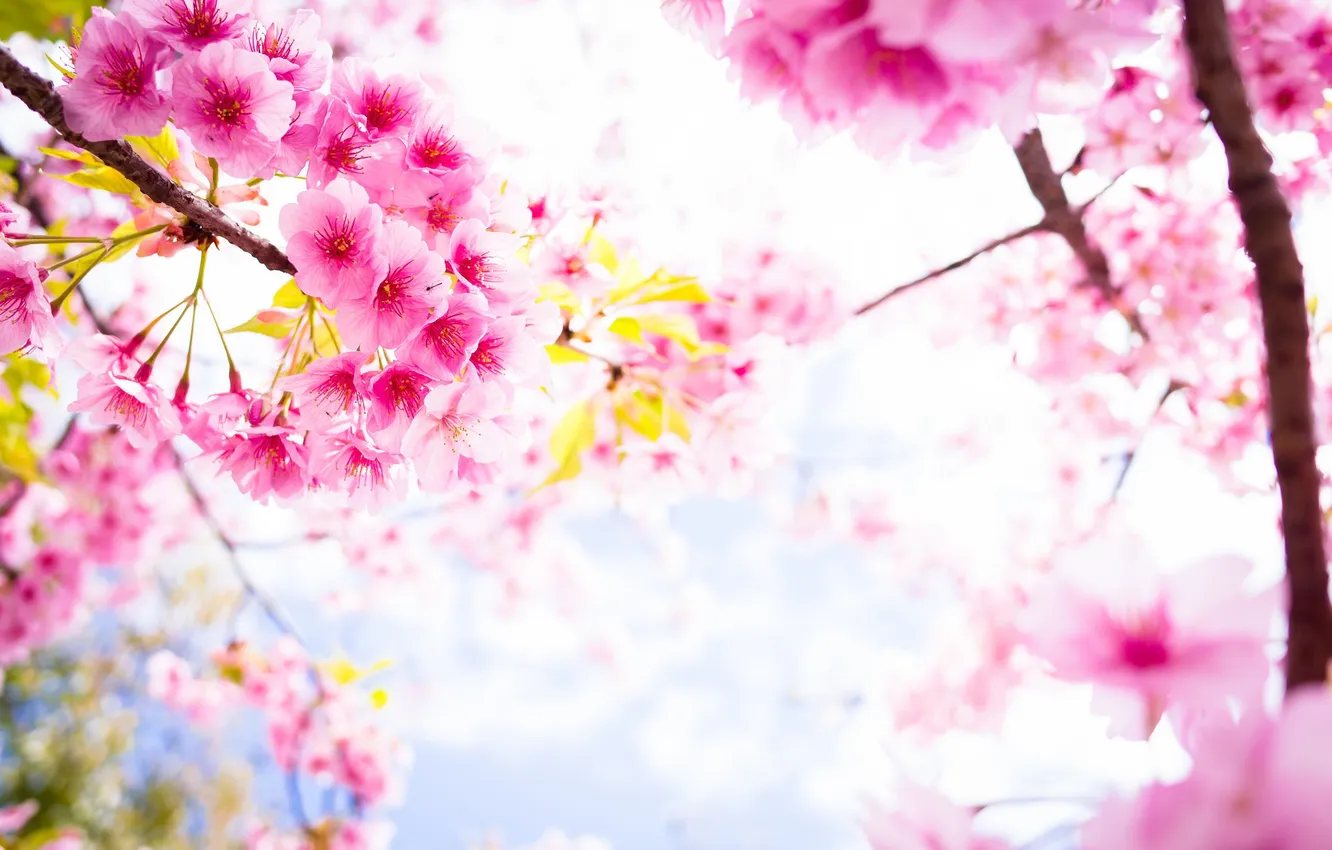 Фото обои цветы, весна, лепестки, сакура, цветение