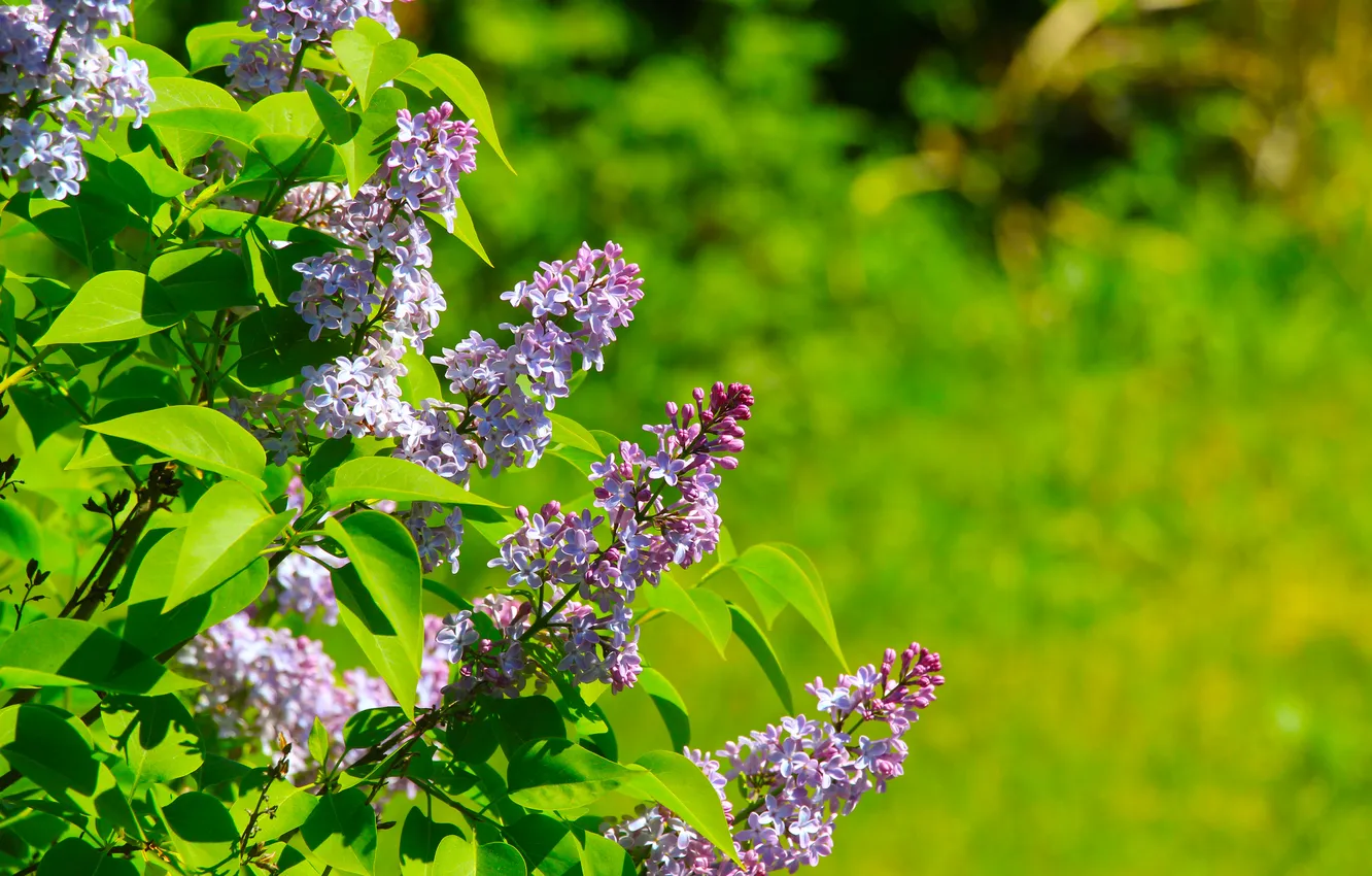 Фото обои flower, lilac, twigs