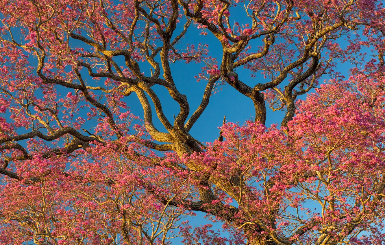 Фото обои Бразилия, Brazil, Цветочные деревья Пиво-Роса, Северный Пантанал, North Pantanal, Flower Pivo Rosa trees