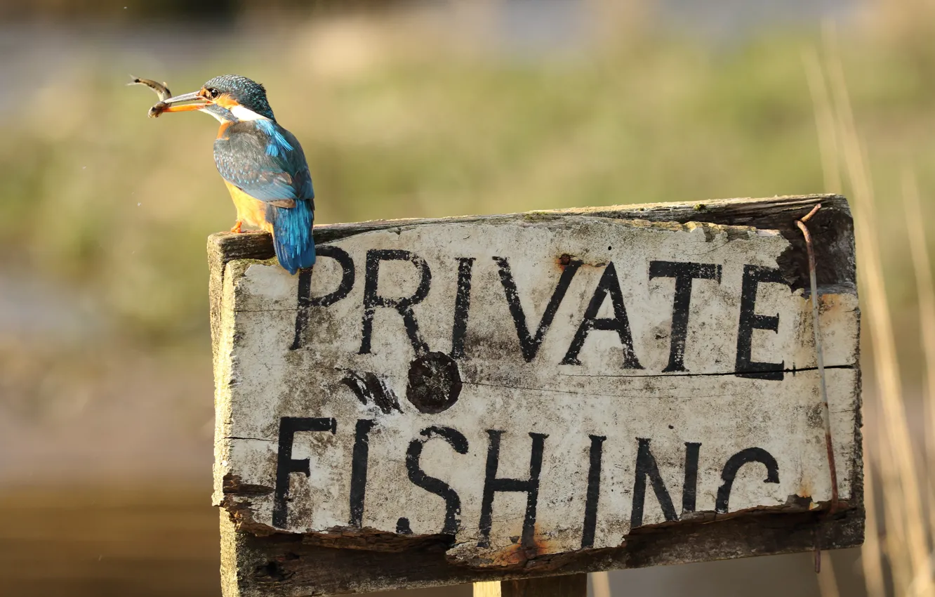 Фото обои буквы, фон, надпись, птица, табличка, рыбалка, рыбка, рыба