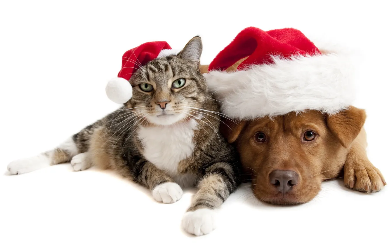 Фото обои праздник, Кот, дружба, Пес, в шапках