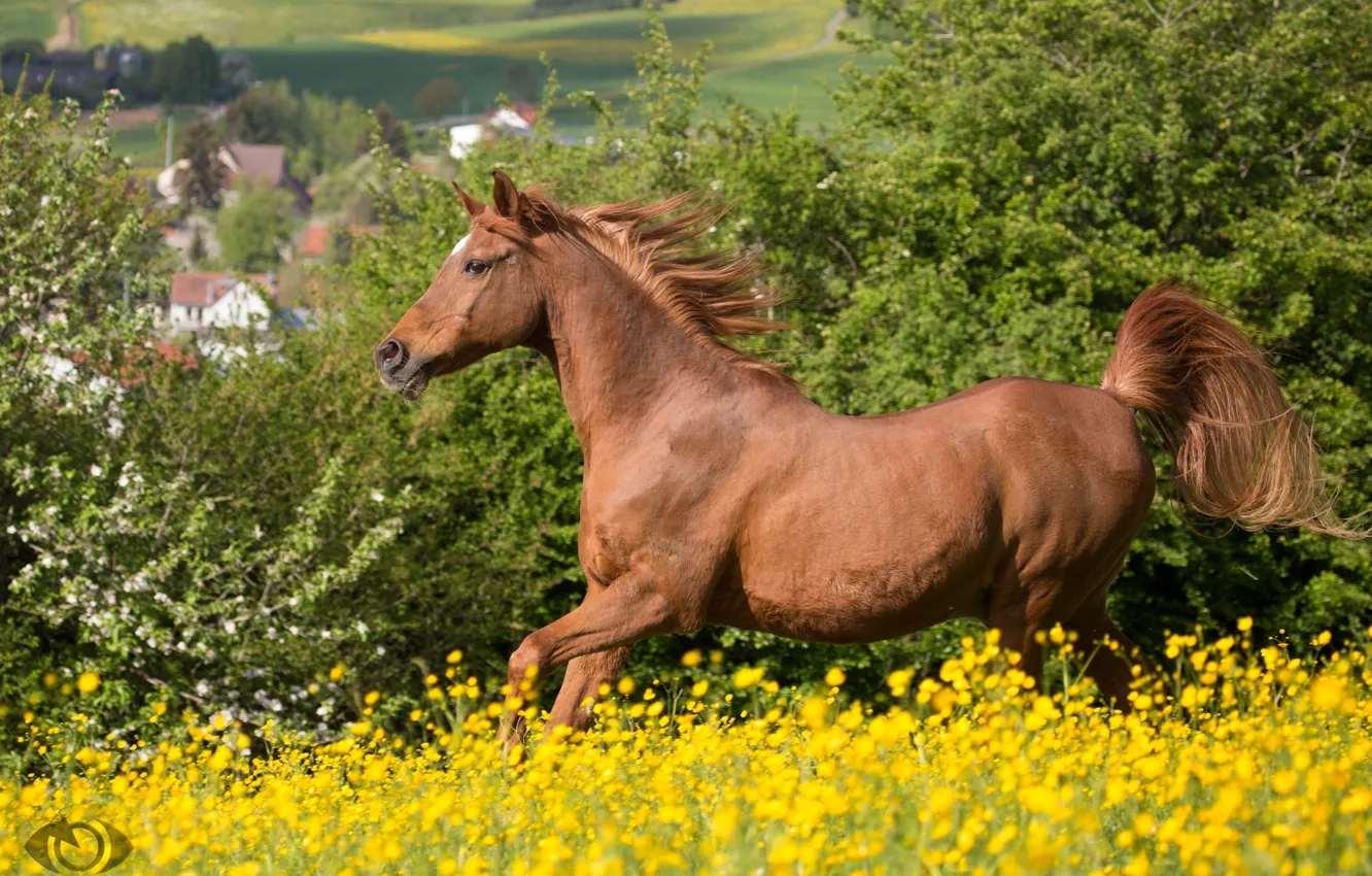 Фото обои лето, конь, лошадь, луг, рыжий, бег, грива, (с) OliverSeitz
