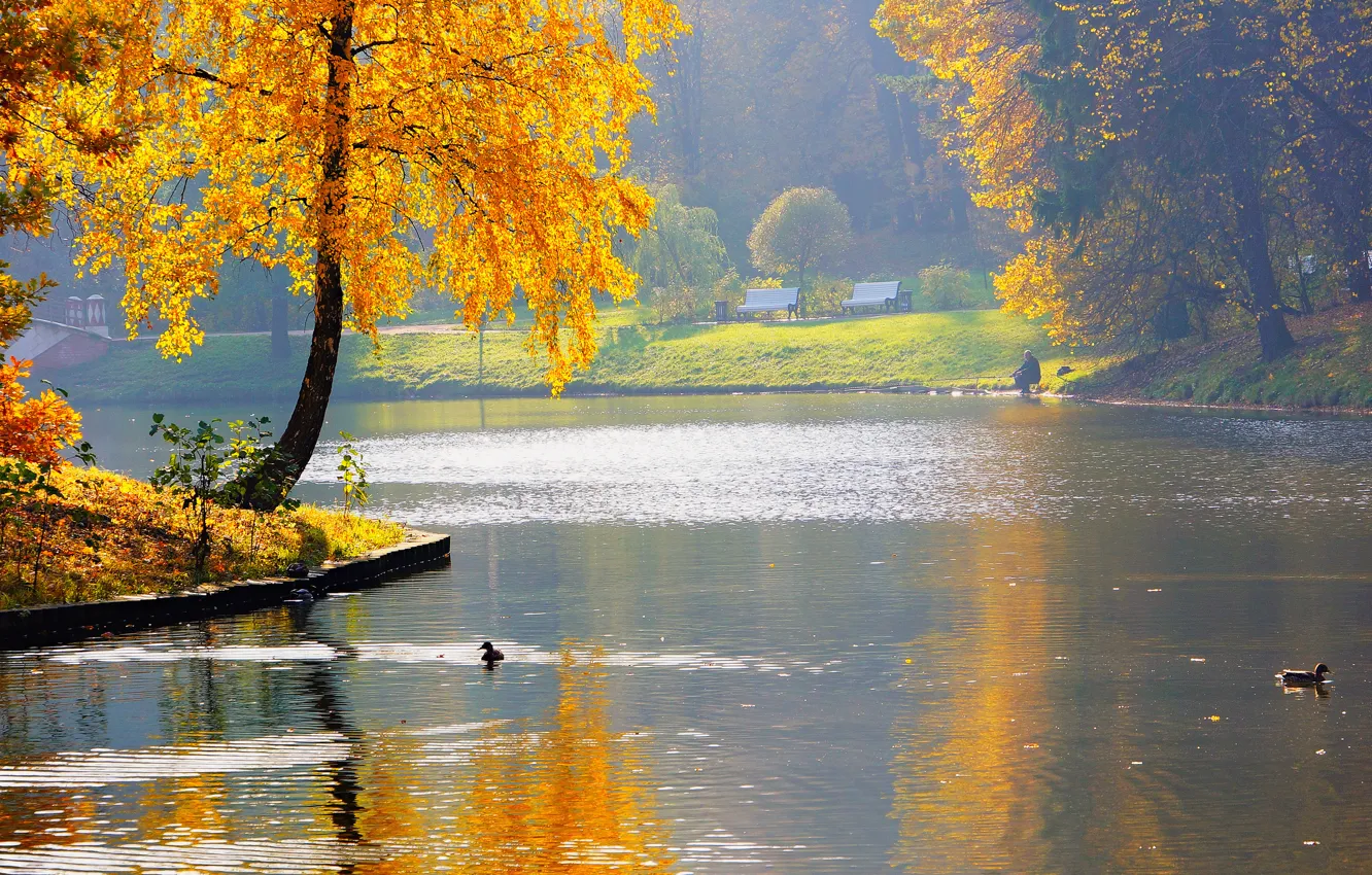 Фото обои осень, природа, пруд, парк, река, утки, рыбак