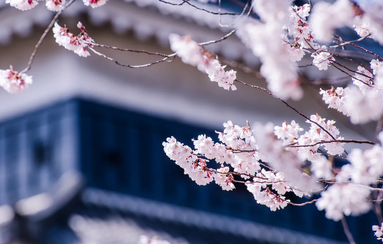 Фото обои макро, цветы, ветки, вишня, дерево, Япония, размытость, сакура