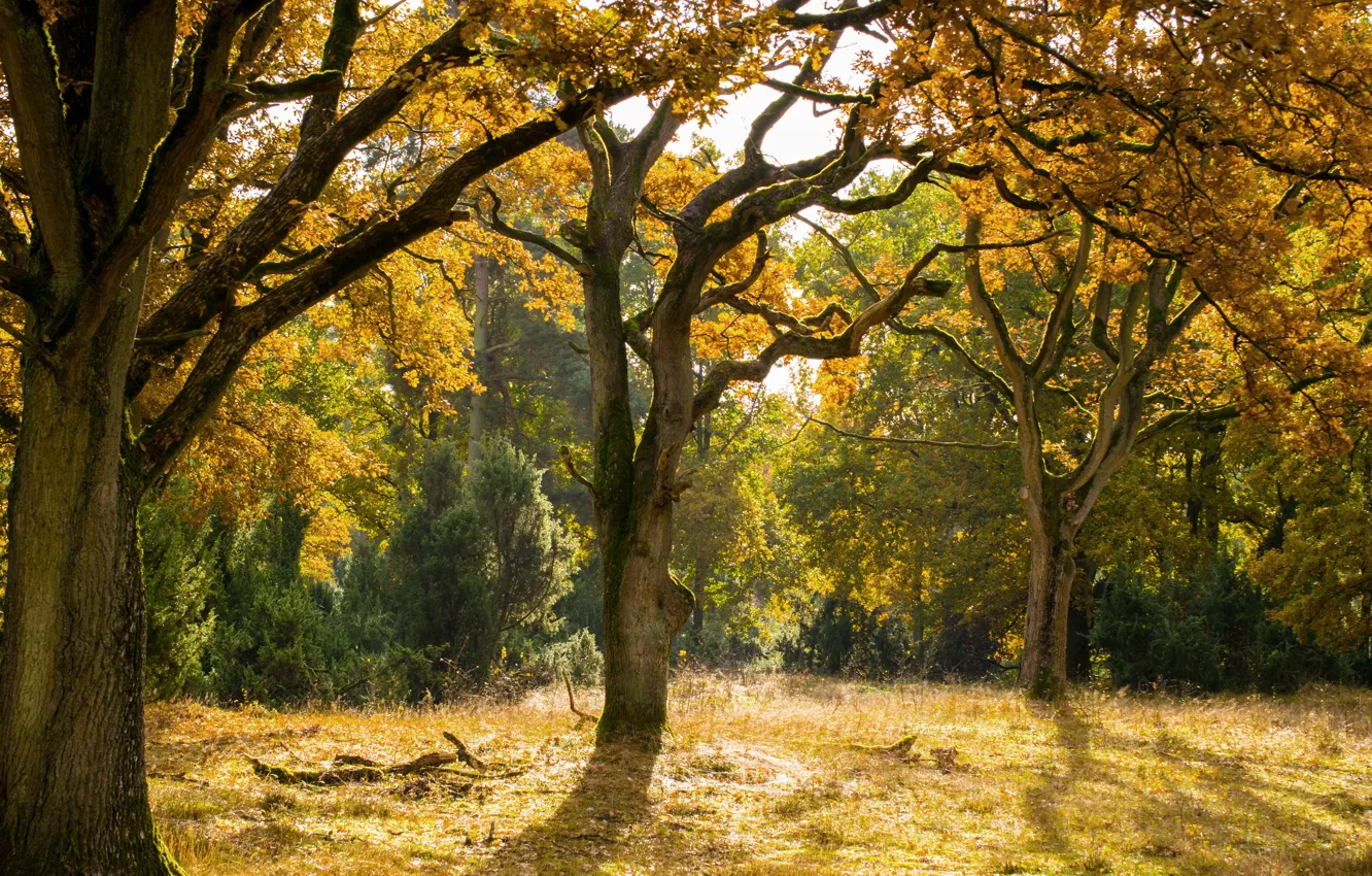 Фото обои forest, Autumn, fall