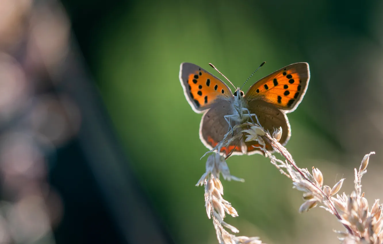 Фото обои макро, фон, бабочка, оранжевая, насекомое, боке, стебелек