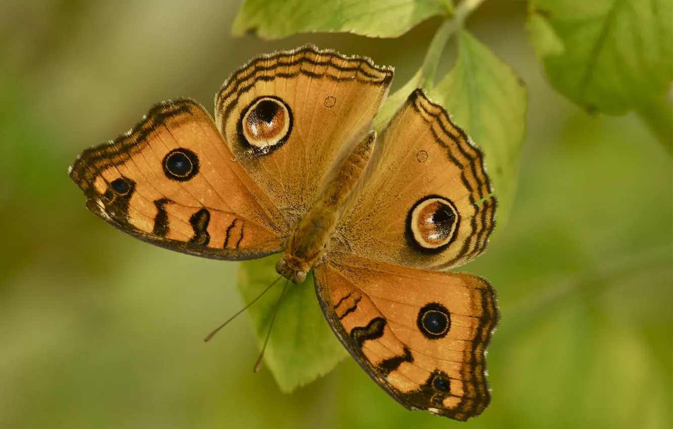 Фото обои макро, лист, бабочка, Прецис алмана, Нимфалида алмана