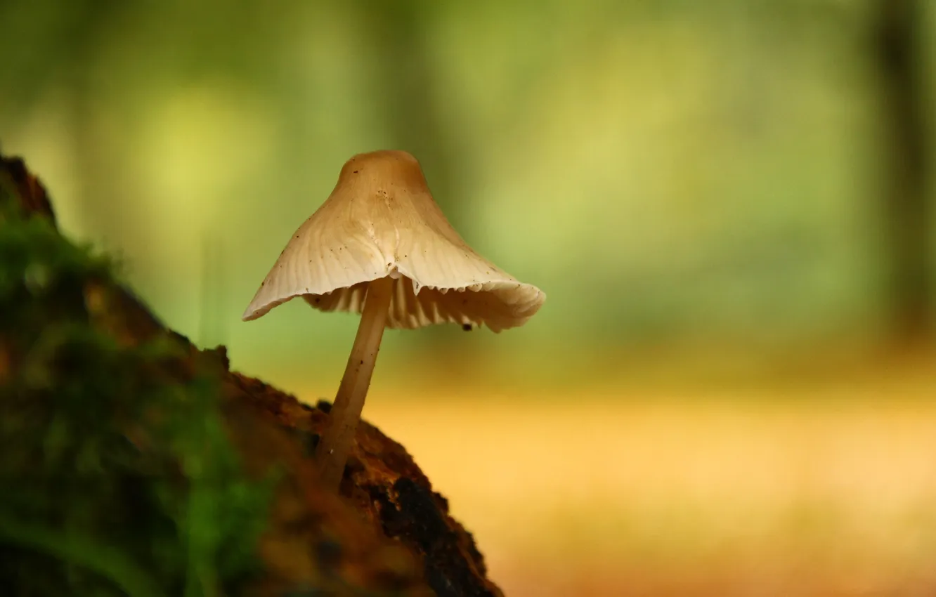 Фото обои природа, один, гриб, фокус, бугорок