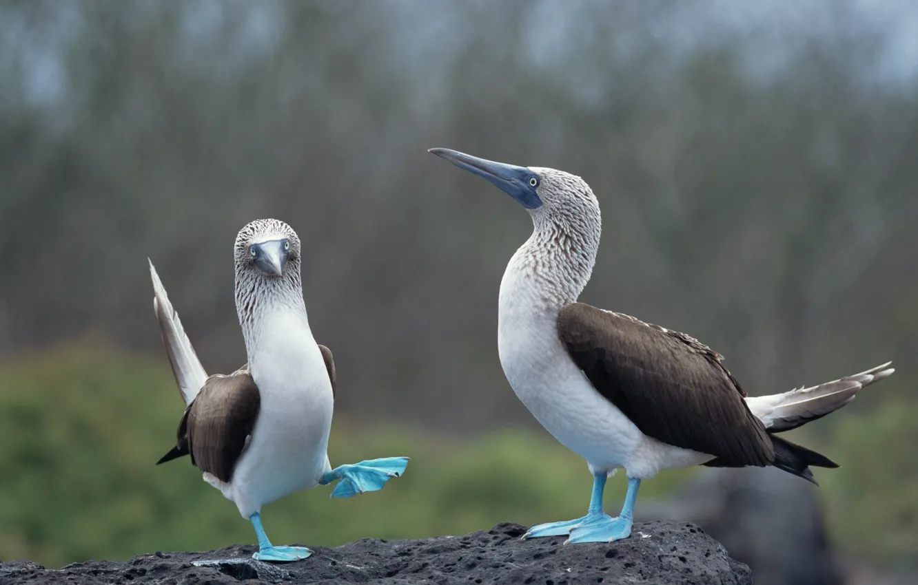 Фото обои animals, blue, birds, blue-footed booby