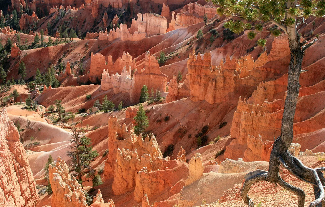 Фото обои Юта, USA, США, Брайс-Каньон, Utah, Bryce Canyon