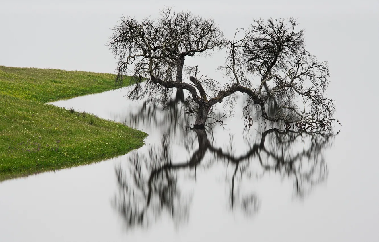 Фото обои вода, отражение, дерево, берег