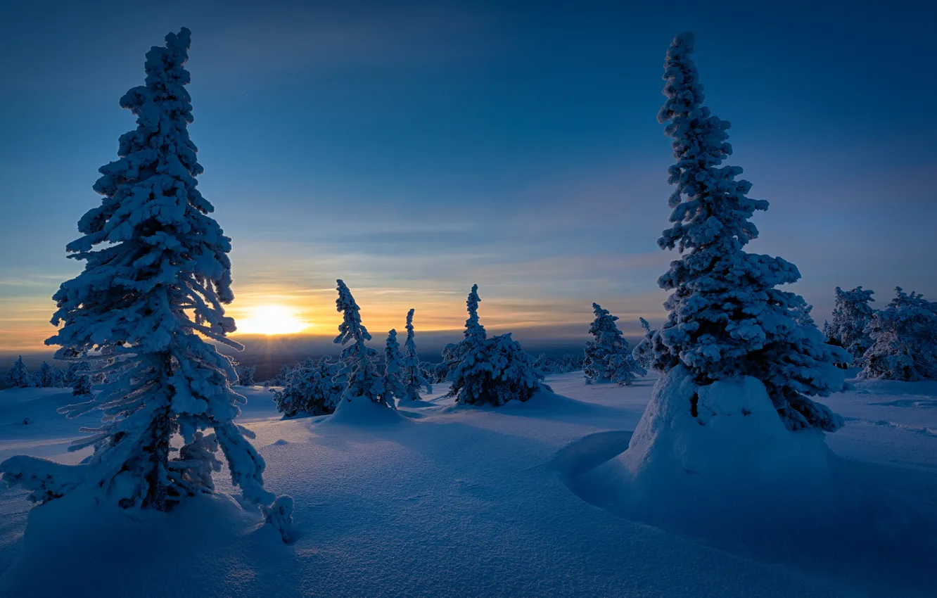 Фото обои зима, снег, закат, ели, Финляндия