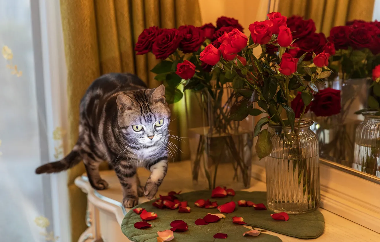 Фото обои кошка, кот, взгляд, свет, цветы, поза, розы, букет