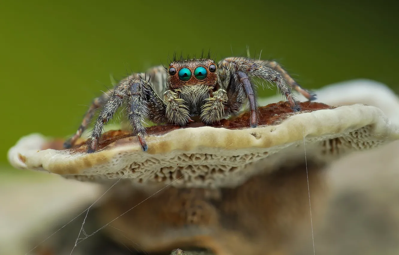 Фото обои глаза, макро, фон, гриб, паук, прыгун, джампер, паучок