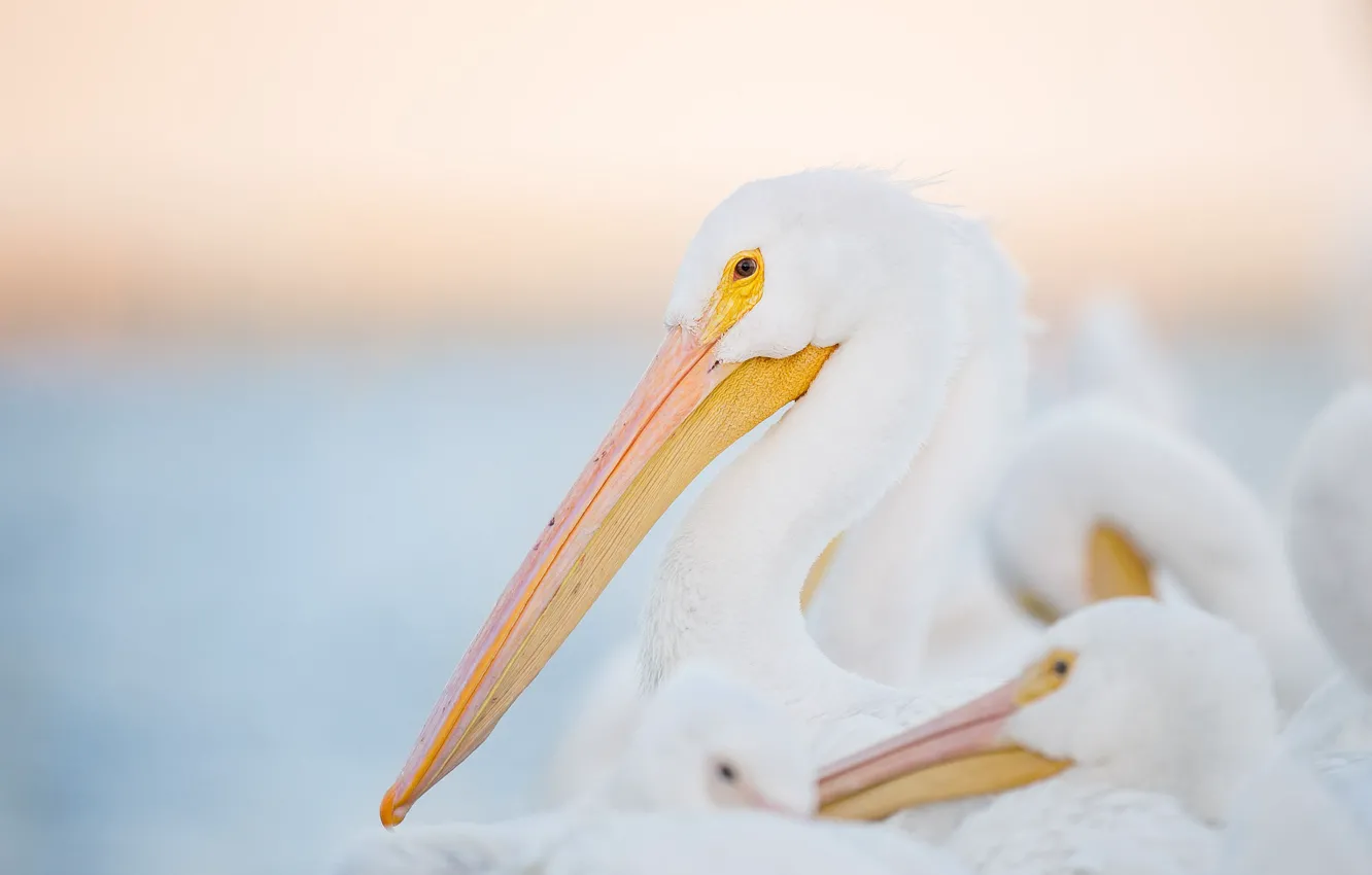 Фото обои white, eye, wildlife, family, pelicans