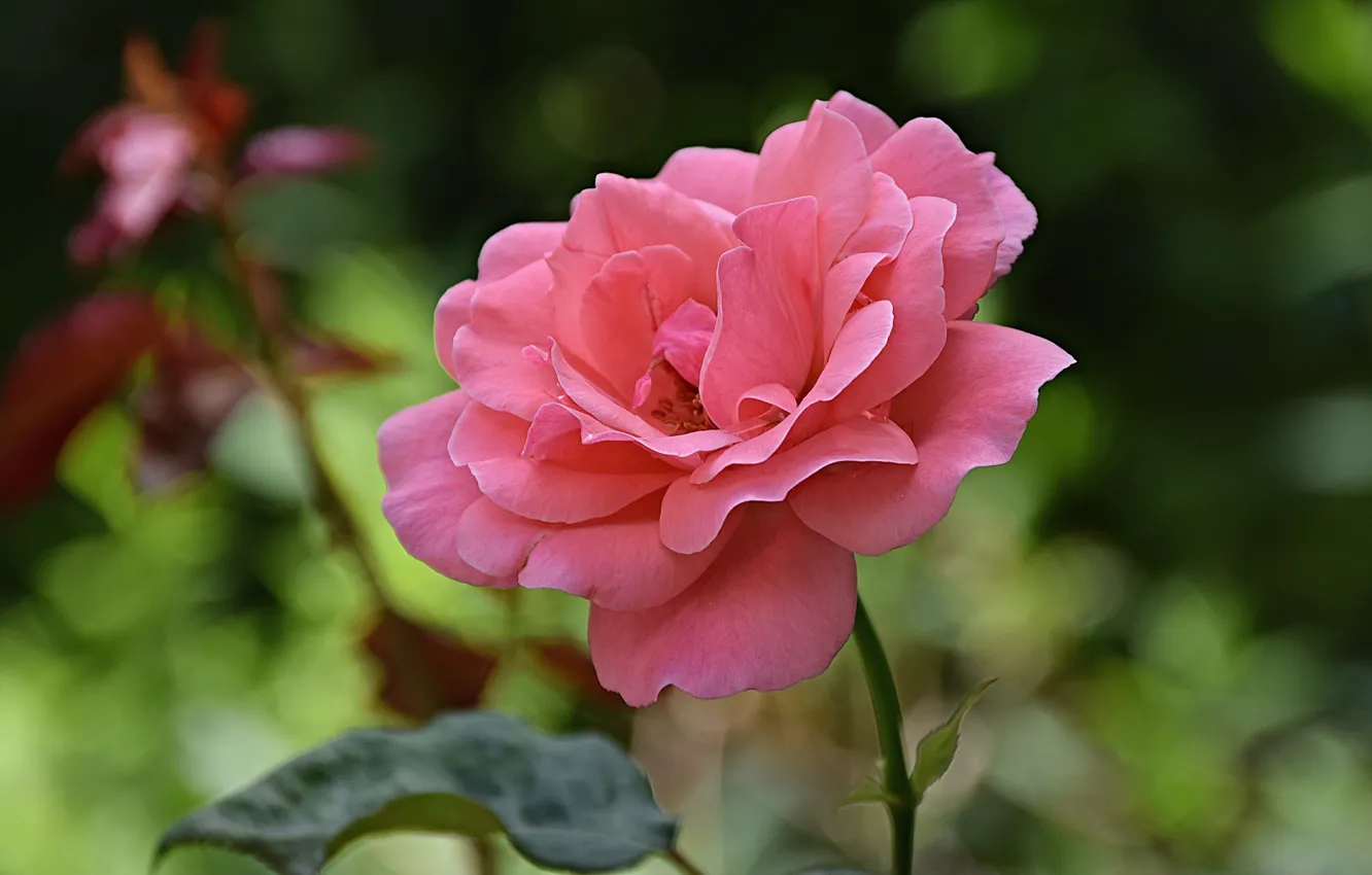 Фото обои Flower, Розовая роза, Pink rose