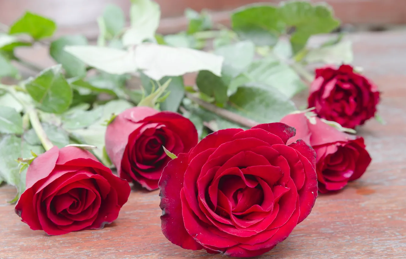 Фото обои цветы, розы, pink, flowers, romantic, roses, розовые розы